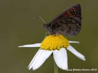 Kafkas Gzelesmeri (Erebia graucasica )