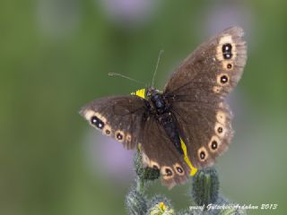 Orman Gzelesmeri (Erebia medusa )