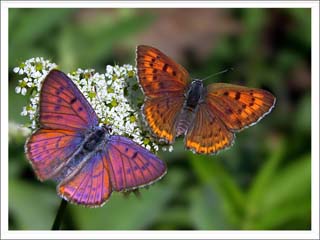 Byk Mor Bakr Gzeli (Lycaena alciphron)