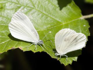 Narin Orman Beyaz (Leptidea sinapis)