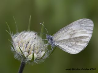 Narin Orman Beyaz (Leptidea sinapis)