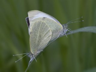 Byk Beyazmelek  (Pieris brassicae)