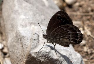 Hametli Pirireis (Satyrus ferulus)