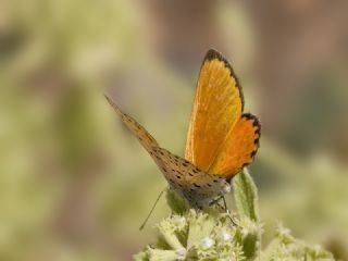 Alev Ategzeli (Lycaena kefersteinii)