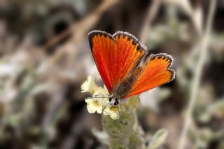 Da Atei (Lycaena thetis)