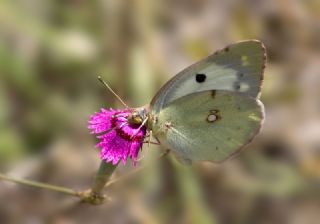 Gzel Azamet (Colias alfacariensis)