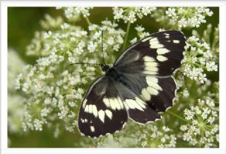 Kara Melike (Melanargia syriaca)