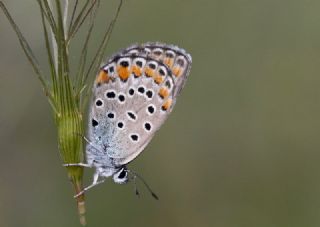 Doulu Esmergz (Plebejus carmon)