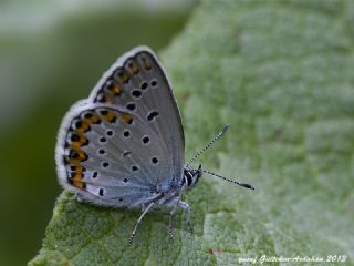 Avrupal Esmergz (Plebejus argyrognomon )