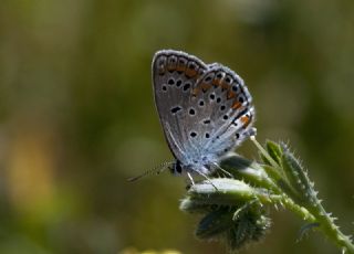 Lbnan Esmergz (Plebejus nichollae)