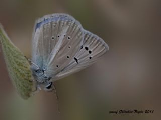 Lacivert Anadolu okgzls (Polyommatus actis )