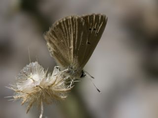 okgzl Anadolu Tyls (Polyommatus antidolus)