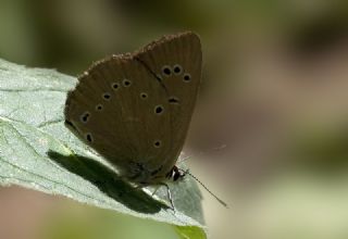 Yunan Anormal okgzls (Polyommatus aroaniensis )