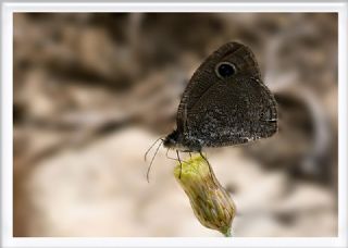 Karagz (Ypthima asterope)