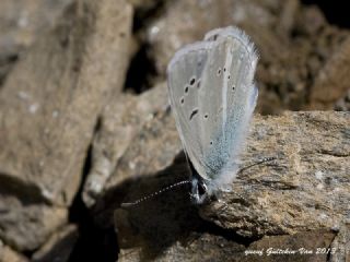 okgzl Vatan Mavisi (Polyommatus igisizilim)