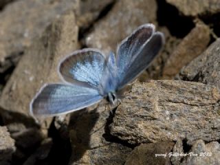 okgzl Vatan Mavisi (Polyommatus igisizilim)