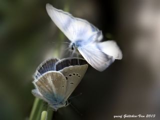 okgzl Vatan Mavisi (Polyommatus igisizilim)