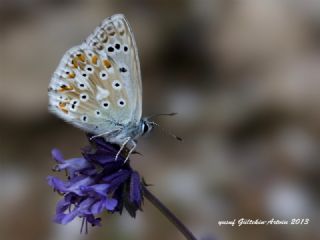 okgzl Yalanc illi Mavi (Polyommatus corydonius)