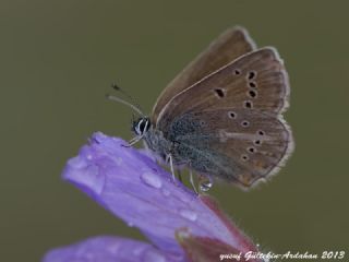 okgzl Geranium Mavisi (Aricia eumedon)