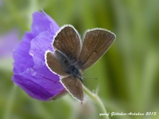 okgzl Geranium Mavisi (Aricia eumedon)