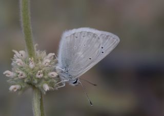 okgzl Toros Mavisi (Aricia isauricus)