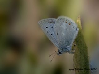 okgzl Toros Mavisi (Aricia isauricus)