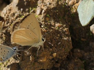 okgzl Van Esmeri (Polyommatus kurdistanicus)