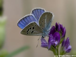 Çokgözlü Selam Mavisi (Polyommatus merhaba)