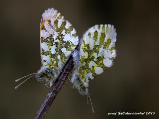 Turuncu Ssl (Anthocharis cardamines)