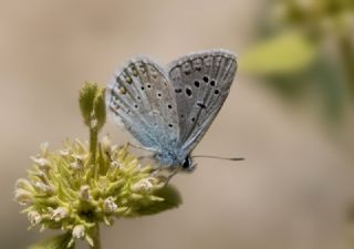 okgzl Kk Turan Mavisi (Polyommatus cornelius)