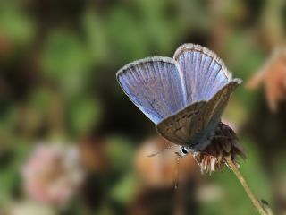 okgzl Hayal Mavisi (Polyommatus pierceae)