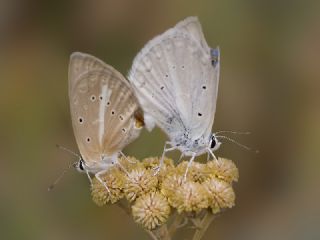 okgzl Poseydon Mavisi (Polyommatus poseidon)