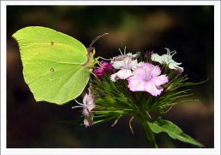 Kleopatra (Gonepteryx cleopatra)