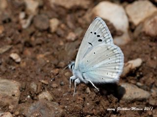 Sertavul okgzls (Polyommatus sertavulensis)