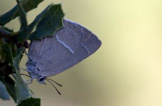 Mormee (Favonius quercus)