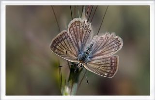 okgzl Dafnis (Polyommatus daphnis)