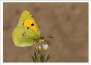 Sar Azamet (Colias croceus)