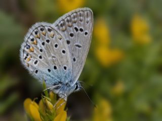 okgzl Hatay Mavisi (Polyommatus bollandi)