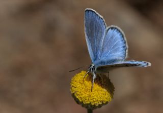 okgzl Hatay Mavisi (Polyommatus bollandi)