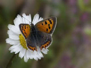 Benekli Bakr Gzeli (Lycaena phlaeas)