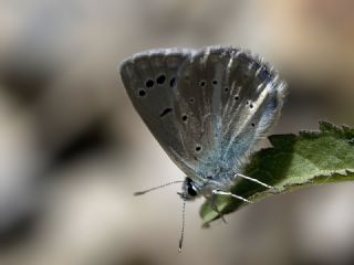 okgzl Karabet Mavisi (Polyommatus haigi)