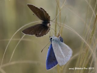 okgzl Karabet Mavisi (Polyommatus haigi)