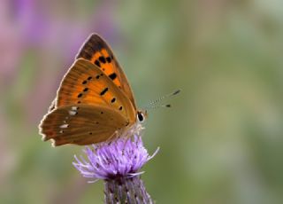 Orman Bak�r G�zeli&nbsp;(Lycaena&nbsp;virgaureae)