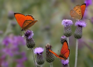 Orman Bakr Gzeli (Lycaena virgaureae)