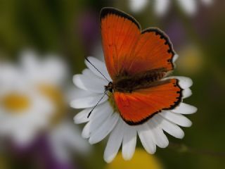 Orman Bakr Gzeli (Lycaena virgaureae)