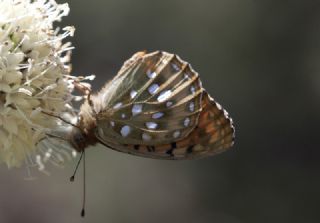 Gzel nci (Argynnis aglaja)