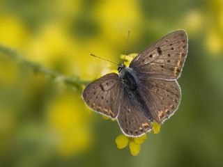 sli Bakr Gzeli (Lycaena tityrus)