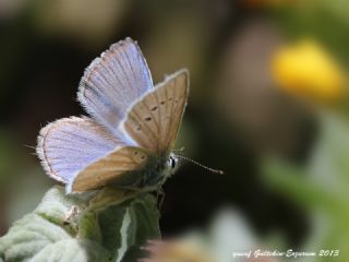 okgzl Kandl Mavisi (Polyommatus kanduli)