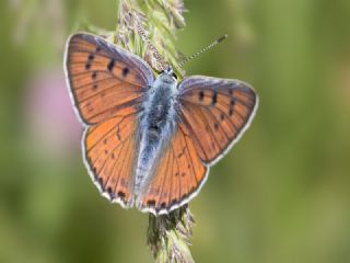 Byk Mor Bakr Gzeli (Lycaena alciphron)