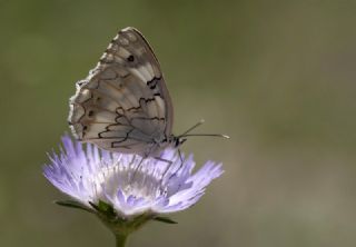 Akdeniz Melikesi (Melanargia titea)